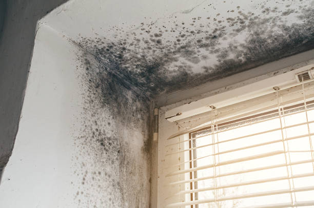 Affordable Mold Remediation solutions in Lawrenceville, IL
