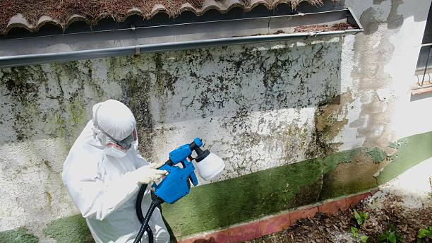 Top rated local Mold Remediation specialists in Lawrenceville, IL